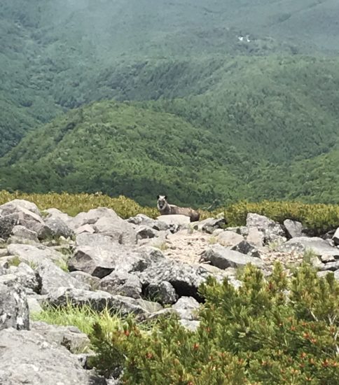 八ヶ岳・編笠登山