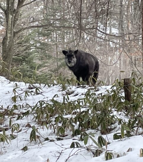 ２週続けて入笠山