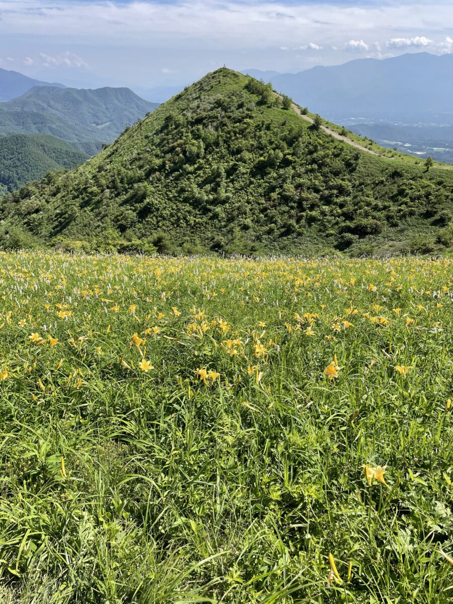 ニッコウキスゲの大盛山へ