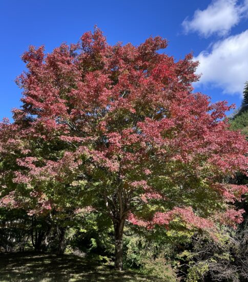 箕輪もみじ湖2025晩秋