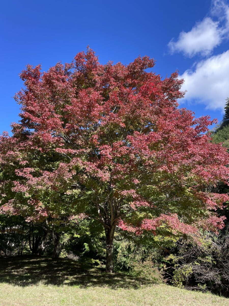 箕輪もみじ湖2025晩秋