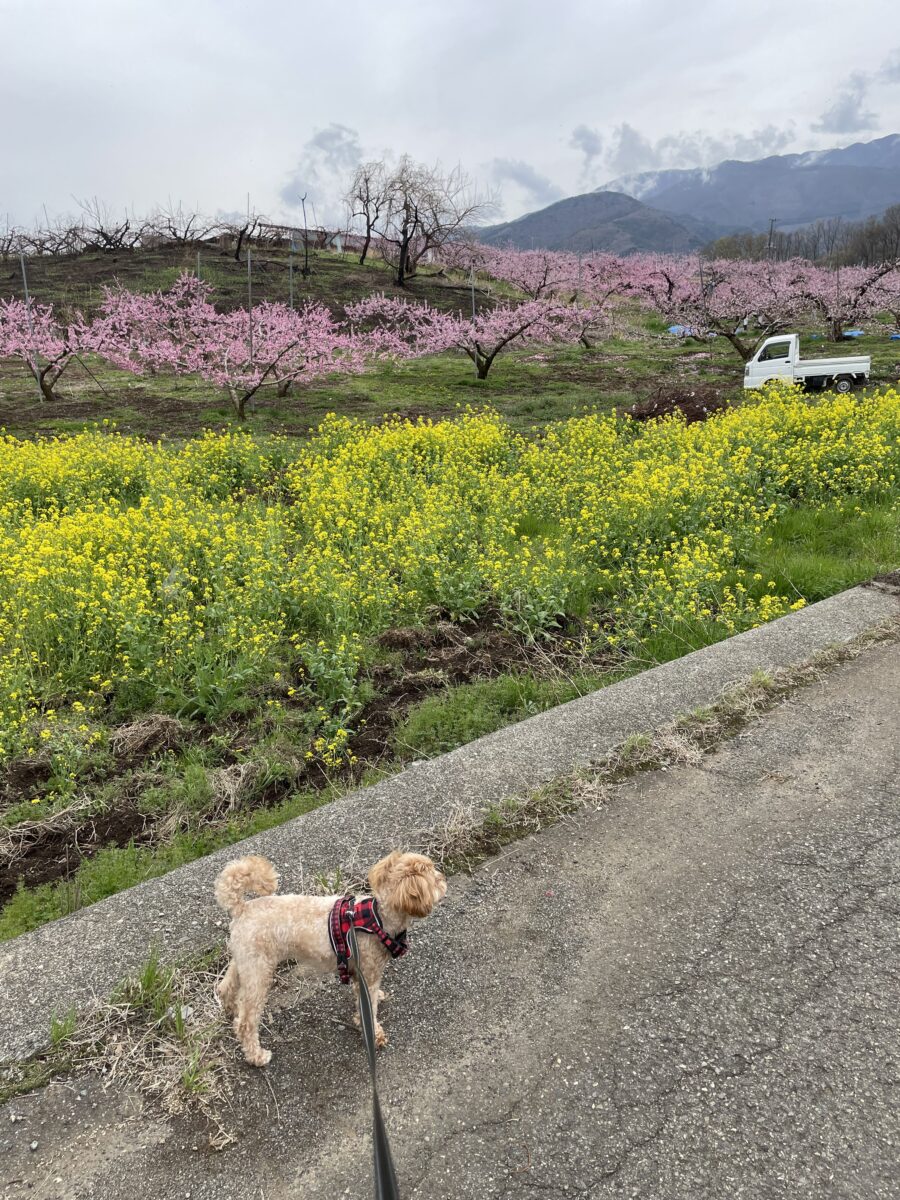新府桃源郷と国史跡・新府城跡