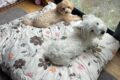 犬２匹生活の記録