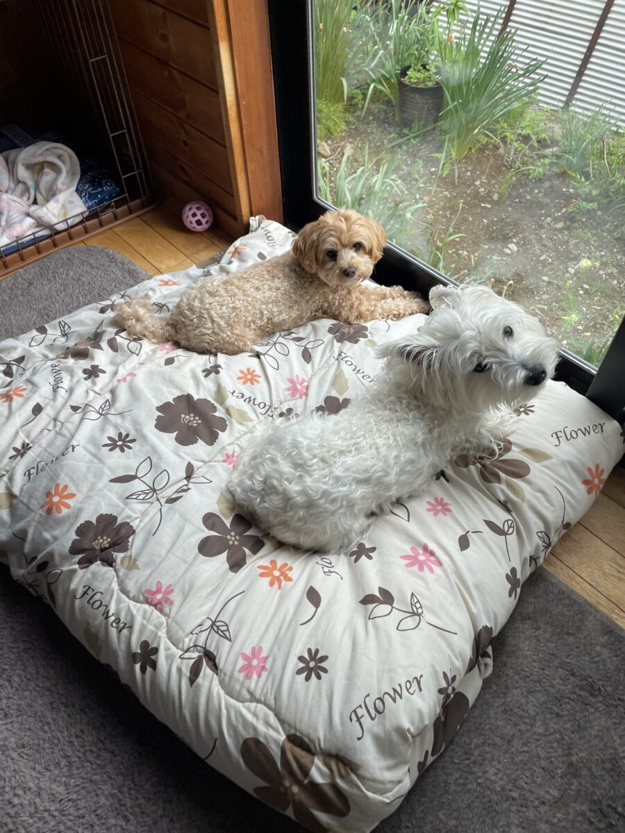犬２匹生活の記録