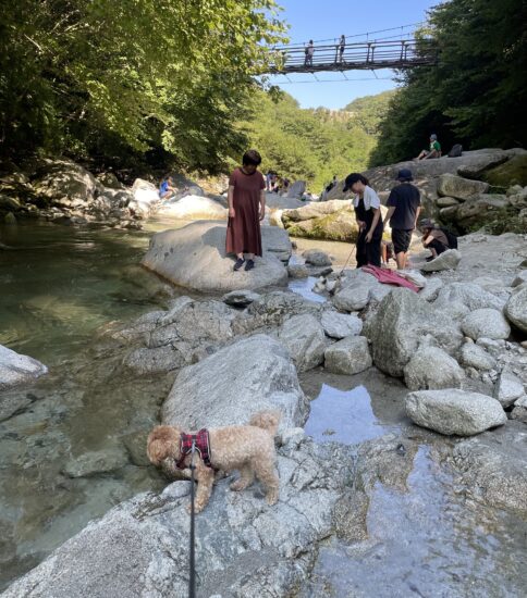 犬たちと尾白川