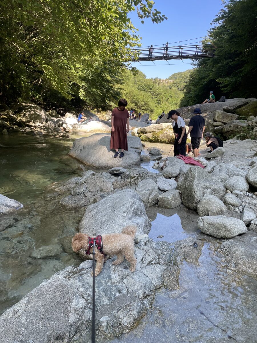 犬たちと尾白川